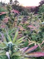 Girl Scout Cookies