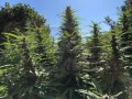 Girl Scout Cookies