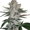Gorilla Glue