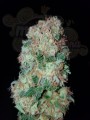 Gorilla Glue