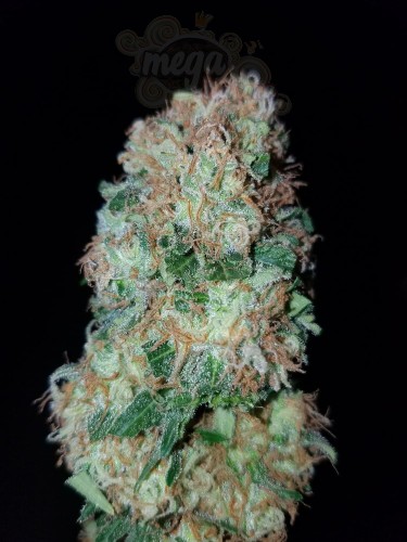 Gorilla Glue