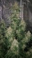 Gorilla Glue