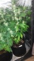 Gorilla Glue