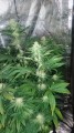 Gorilla Glue