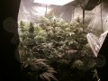 Gorilla Glue