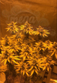 Gorilla Glue