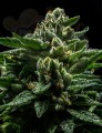 RIPPER SEEDS - DO-G