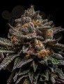 RIPPER SEEDS - Brain Cake