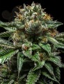 RIPPER SEEDS - Chempie