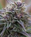 Purple Haze