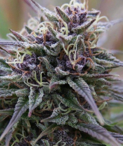 Purple Haze