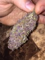 Purple Haze