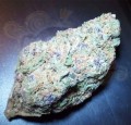 Purple Haze
