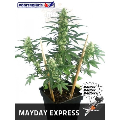 POSITRONICS - May Day Express