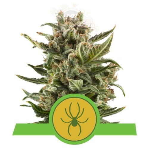 ROYAL QUEEN SEEDS - White Widow Automatic