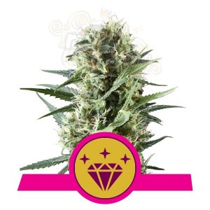 ROYAL QUEEN SEEDS - Special Kush 