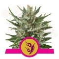 ROYAL QUEEN SEEDS - Speedy Chile (Fast Version)