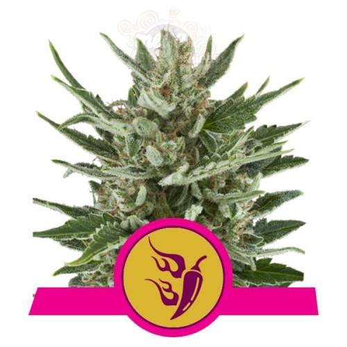 ROYAL QUEEN SEEDS - Speedy Chile (Fast Version)
