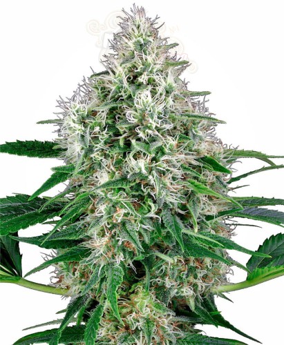 WHITE LABEL -  Pure Power Plant Automatic