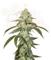 OG Kush Auto