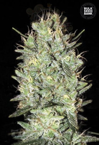 BULK SEED BANK - Amnesia Haze
