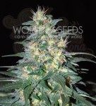 WORLD OF SEEDS - South African Kwazulu