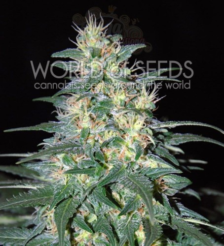 WORLD OF SEEDS - South African Kwazulu
