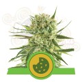 ROYAL QUEEN SEEDS - Royal Cookies Automatic
