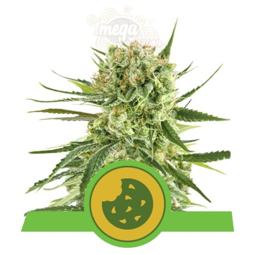 ROYAL QUEEN SEEDS - Royal Cookies Automatic