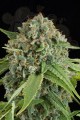 DINAFEM - White Widow Autoflowering