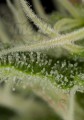 DINAFEM - Critical Jack 5szt