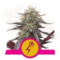 ROYAL QUEEN SEEDS - Green Crack Punch 