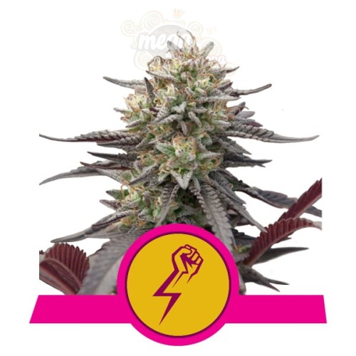 ROYAL QUEEN SEEDS - Green Crack Punch 