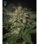 GREEN HOUSE SEEDS - White Widow Auto