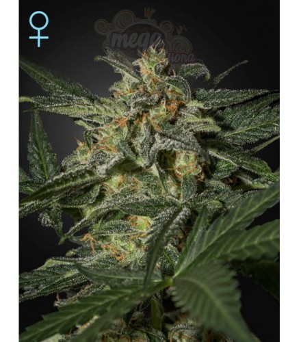 GREEN HOUSE SEEDS - White Widow Auto