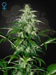 GREEN HOUSE SEEDS - Kalashnikova Automatic
