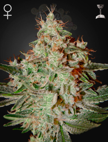 GREEN HOUSE SEEDS - Lemon Skunk