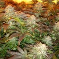 PARADISE SEEDS - Opium