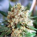 NIRVANA - Northern Light Auto