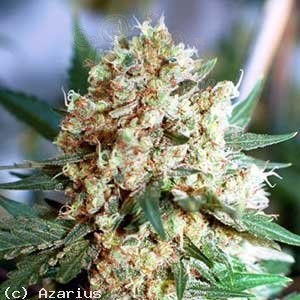 NIRVANA - Northern Light Auto