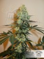 DUTCH PASSION - Master Kush