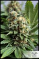 DUTCH PASSION - Master Kush