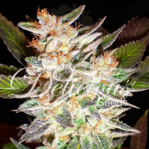 DELICIOUS SEEDS - Delicious Candy