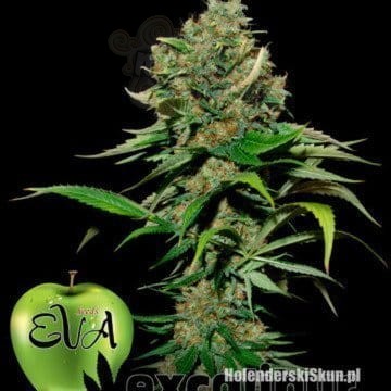 EVA SEEDS - Excalibur