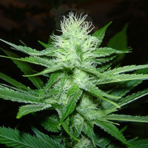 SAGARMATHA - Cheez Wreck