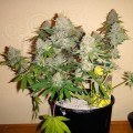 NIRVANA - Bubblelicious Auto