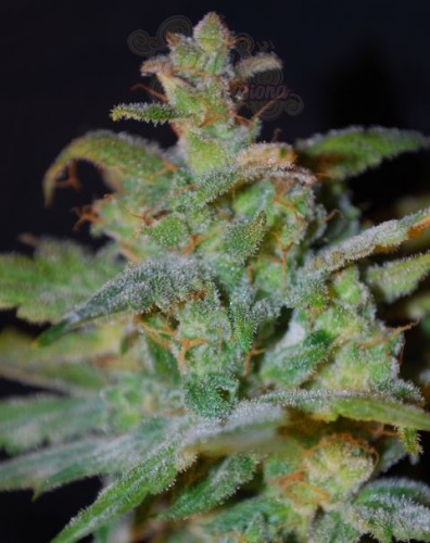 FEMALE SEEDS - Auto AK