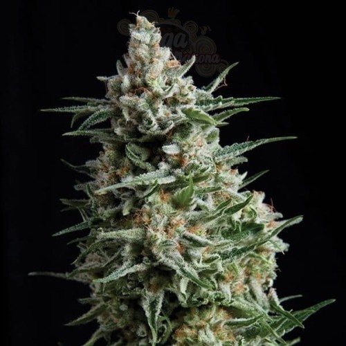 PYRAMID SEEDS - Auto Anesthesia