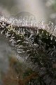DINAFEM - Bubba Kush CBD