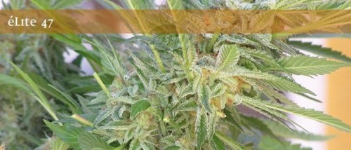 ELITE SEEDS - Elite 47